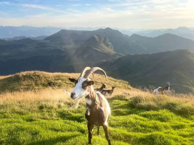 Bild 27 aus  Feriengut Hasenau