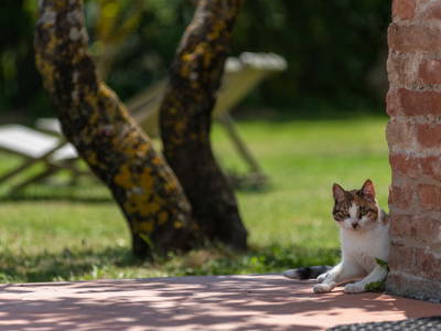 Bild 40 aus  Tenuta Il Cicalino