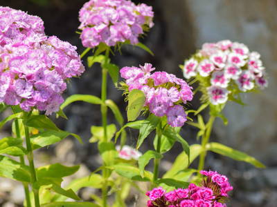 Bild 7 aus  Ferienhaus Gegg vlg. Pauritschmichl