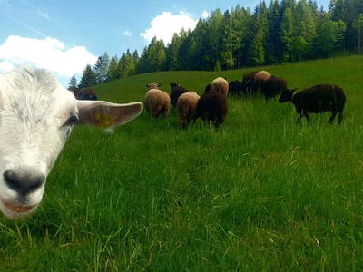 Bild 82 aus Biohof Schöttelbauer