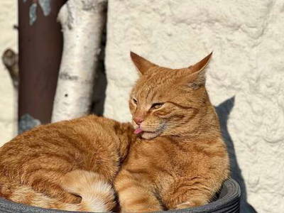 Bild 9 aus  Ferienhof Weißenbach