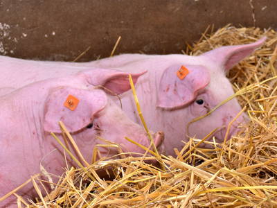 Bild 9 aus  "Der Eichenhof"