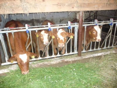 Bild 67 aus  Leithenmühle 