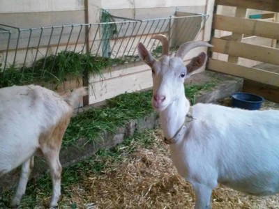 Bild 15 aus  Familienbauernhof Winkelhof