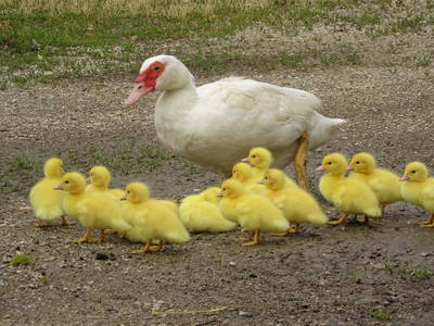 Bild 16 aus  Bio Weinbauernhof Wiesinger