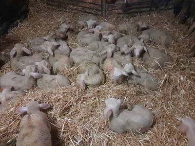 Bild 52 aus  Spitzenhof