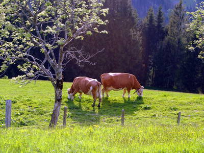 Bild 19 aus  Siedlerhof