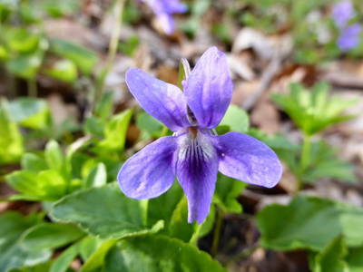 Bild 59 aus  Unteres Feld