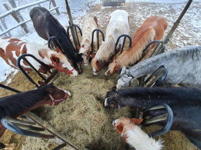 Bild 99 aus  Madritschhof