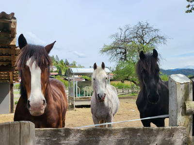 Bild 9 aus  Andis Reiterstüberl