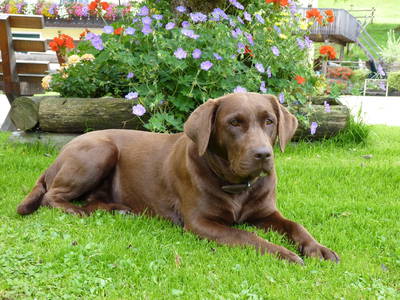 Bild 41 aus  Stückler - Hütte