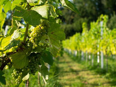 Bild 92 aus  Trattnachtaler Weinhaus