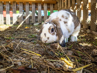 Bild 105 aus  Dorfergut