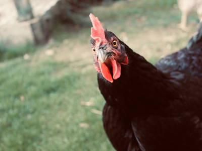 Bild 8 aus  Alpen-Bauernhaus Konzett