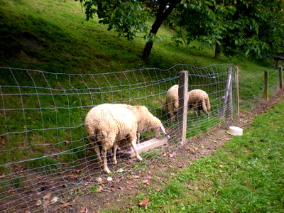Bild 34 aus Apfelhof