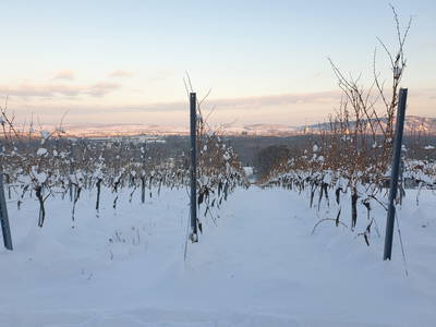 Bild 55 aus  BioWeingut Hauerhof 99