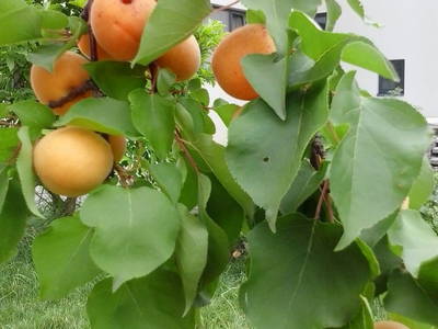 Bild 6 aus  Marillenhof