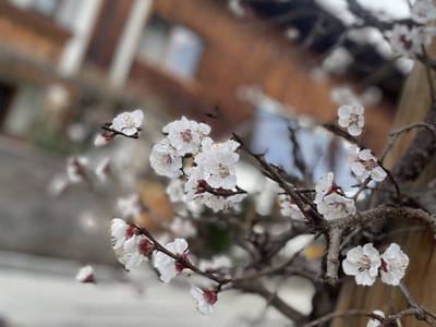 Bild 41 aus  Heideggerhof