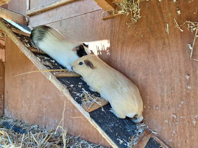 Unsere Meerschweinchen freuen sich auf euch.