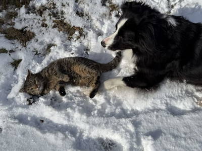 Bild 63 aus  S'Landhäuschen