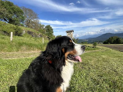Bild 34 aus  Lacknerhof in Liebenfels- Familie Klocker