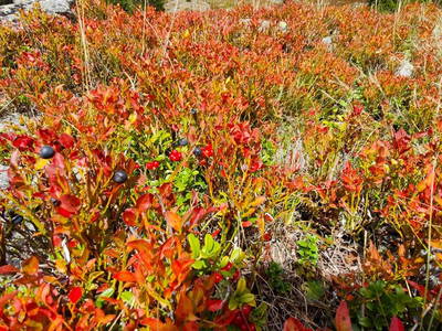 Bild 67 aus  Obere Michlbauerhütte