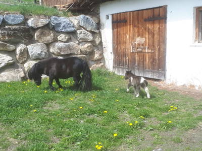 Bild 71 aus  Weißsteinalm