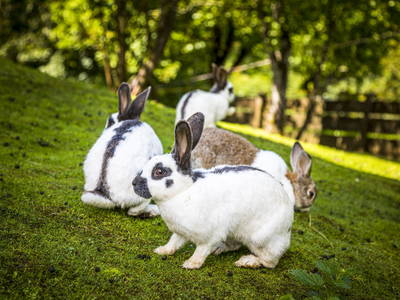 Bild 58 aus  Kropflehen