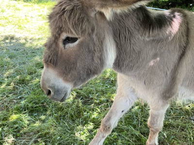 Bild 81 aus  Sachsenbucherhof