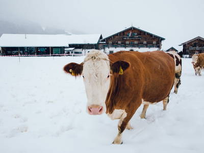 Bild 68 aus  Chalet Steinerner Meerblick