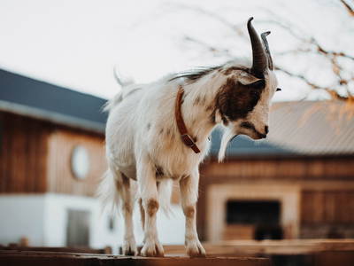 Bild 7 aus  Urlaub am Erlebnishof Strasser