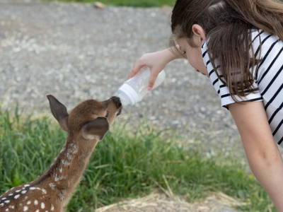 Bild 26 aus  Fuchs und Hase