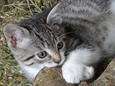 Bild 91 aus  Familienbauernhof mit Märchenkulisse - ZITTRAUERHOF