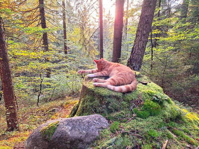 Bild 66 aus  Hauserhof am Goldberg