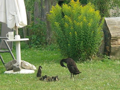 Bild 13 aus  Biobauernhof 'Moar in Greith'