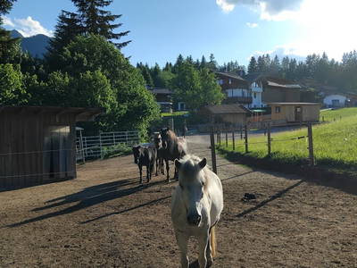 Bild 122 aus  Ferienbauernhof Stallhäusl