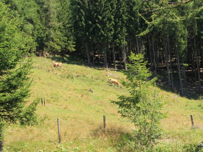 Bild 45 aus  Panorama Hof Fa. Sereinig