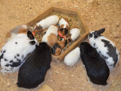 Bild 31 aus  Tritscherhof