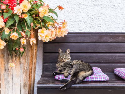 Bild 2 aus  Stabentheiner-Hof