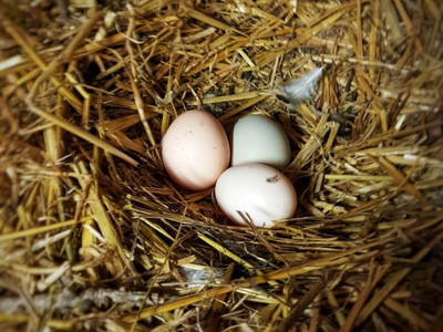 Bild 65 aus  Untersillerhof