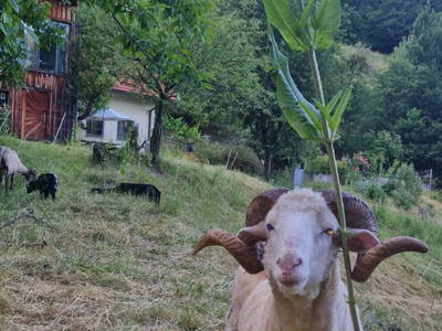 Bild 21 aus  Gsangerer