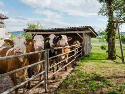 Bild 3 aus  Bauernhof Streicher