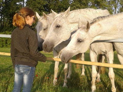 Bild 17 aus  Ferien & Reiterhof Landgut Lischow