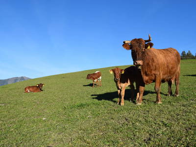 Bild 64 aus  Ferienhof Blasriegl