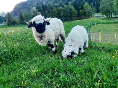 Bild 74 aus  Marchlhof