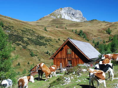 Bild 110 aus  Schwarzenbichlalm