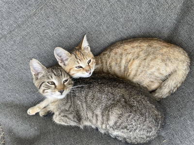 Bild 4 aus  Pfandlinghof