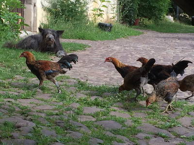 Freilaufende Buschhühner unter wachsamer Beobachtung