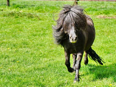 Bild 7 aus  Ferienhof Meinerdingen GbR