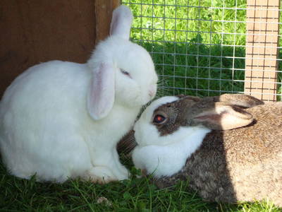 Bild 11 aus  Jagerhof